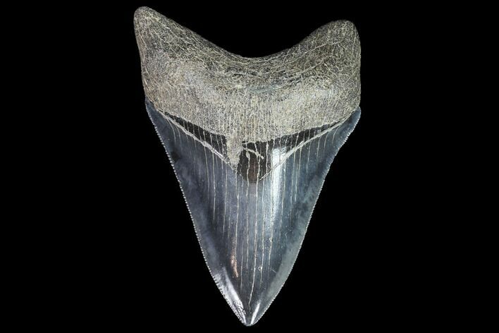 Serrated, Fossil Megalodon Tooth - Georgia #90146